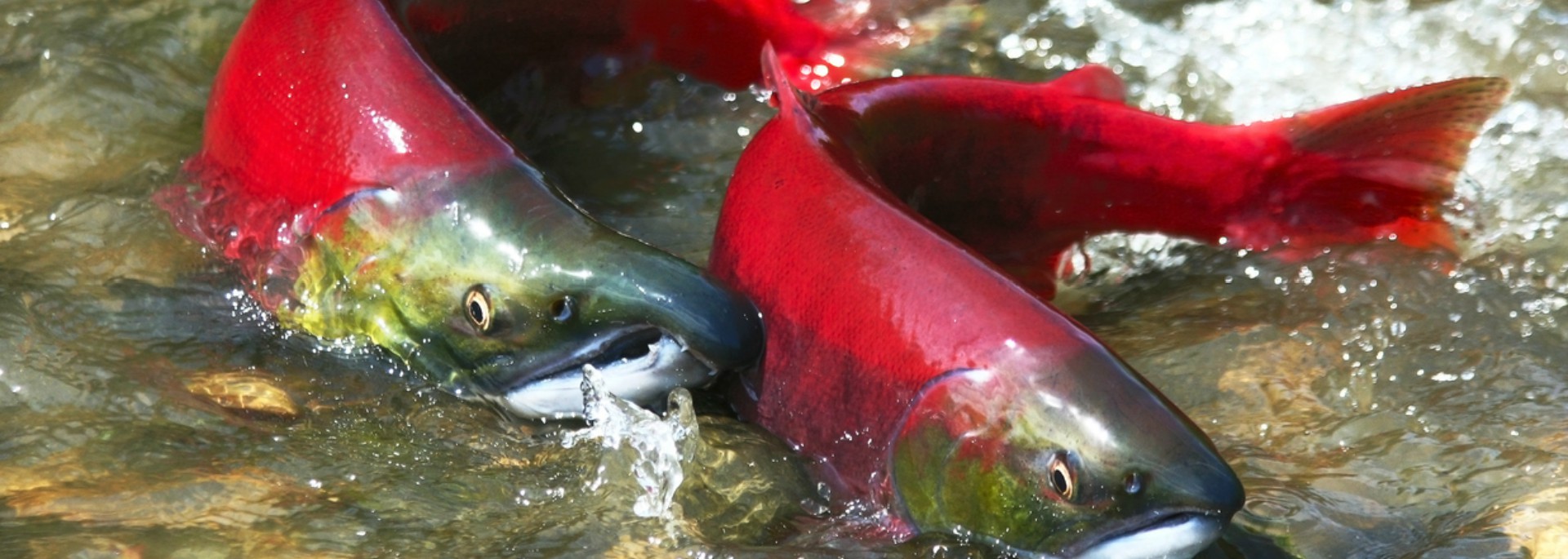 Fish in a body of water