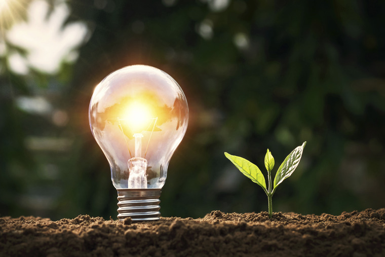 Lightbulb with plant