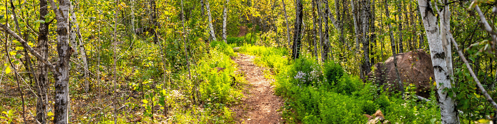 hero-image A trail through the woods on the Redhead bike trail.