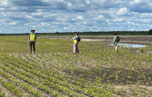 Archaeology interns Isaiah Gardell and Jessie Johnson work in a sunny field alongside a Barr colleague during a cultural resources survey for a proposed solar energy project in northern Minnesota.