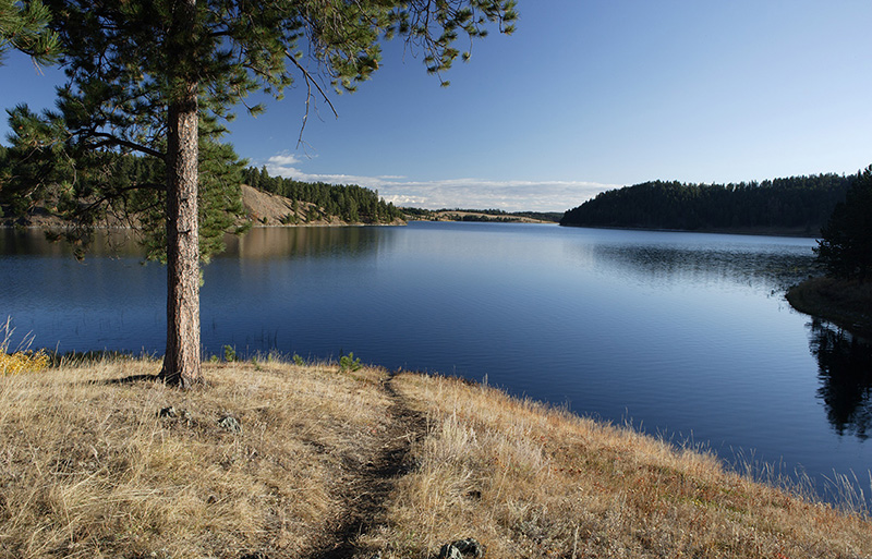Pine tree beside a calm reservoir, with forested hills and clear blue skies in the background.