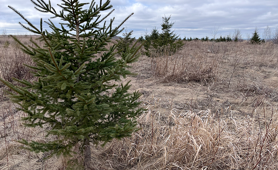 Evergreen trees growing in a grassy field
