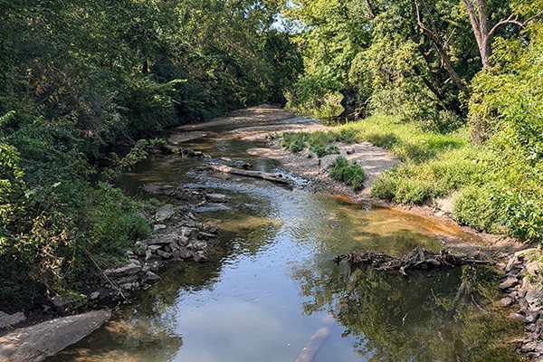 Shallow rocky creek bordered by dense trees.