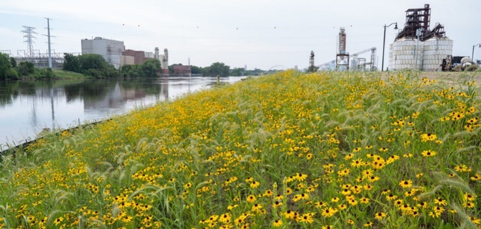 Native wildflowers and grasses growing along a restored riverbank, with industrial structures visible in the background.