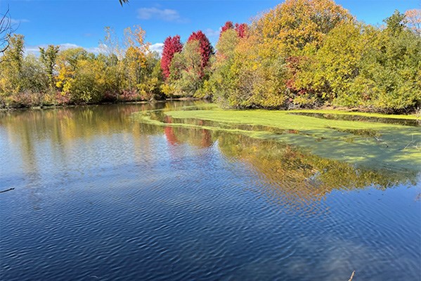 A stormwater pond with floating algae surrounded by trees in fall, under a blue sky