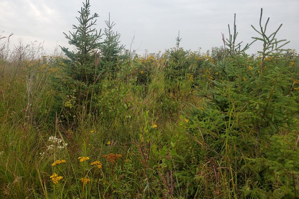 Adapting the Forestry Reclamation Approach