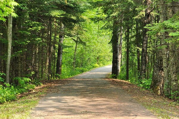 A shaded paved path winding through dense green woods in summertime.