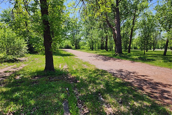 A shaded dirt path under dense green woods in summertime.