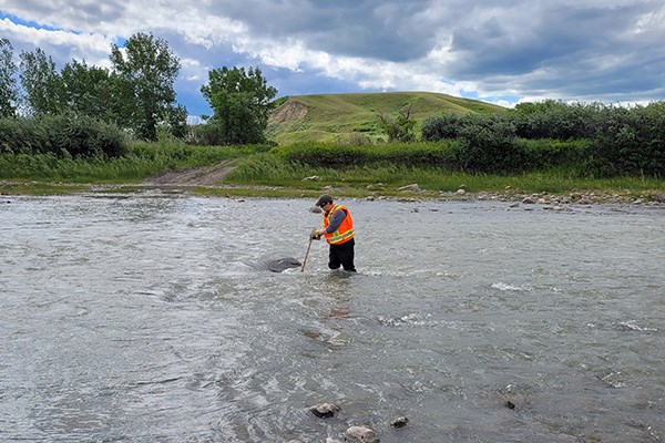 Engineer installing monitoring equipment in a gravel-bed river flowing along trees and grassy hills.